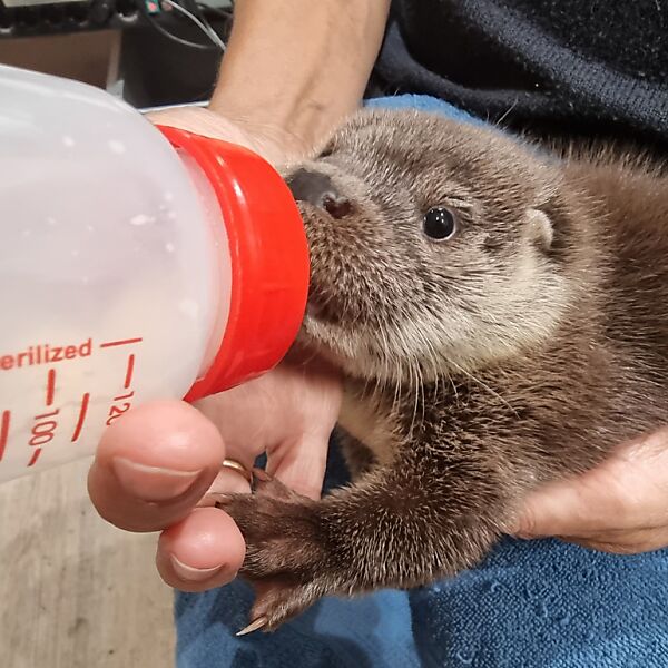 4 Otter-Babys ohne Eltern werden aufgezogen