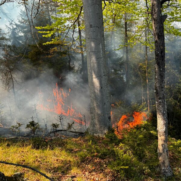 Weiterhin Gefahr von Wald-Bränden