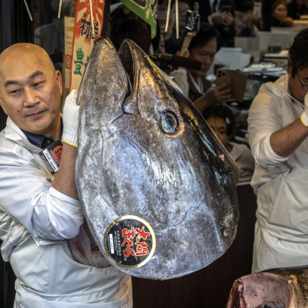 Rekordpreis von 2,8 Millionen Euro für Thunfisch in Tokio