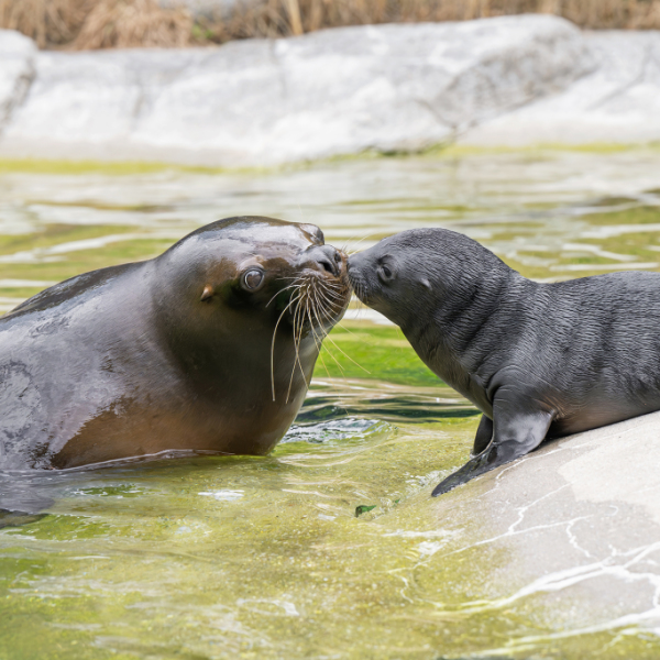 Nachwuchs bei den Mähnenrobben im Zoo Schönbrunn