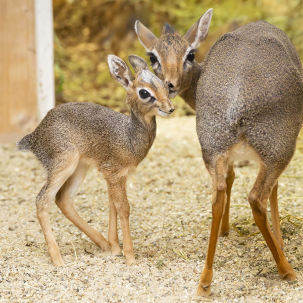 Nachwuchs bei kleinsten Antilopen Afrikas in Schönbrunn