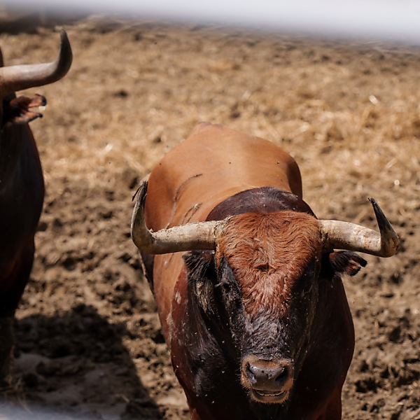 Stierkämpfe werden in Kolumbien verboten
