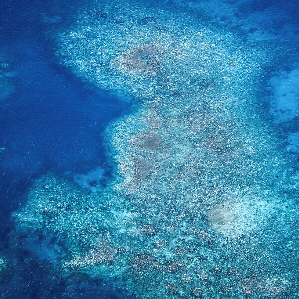 Riesiges Korallen-Sterben in Teilen des Great Barrier Reefs