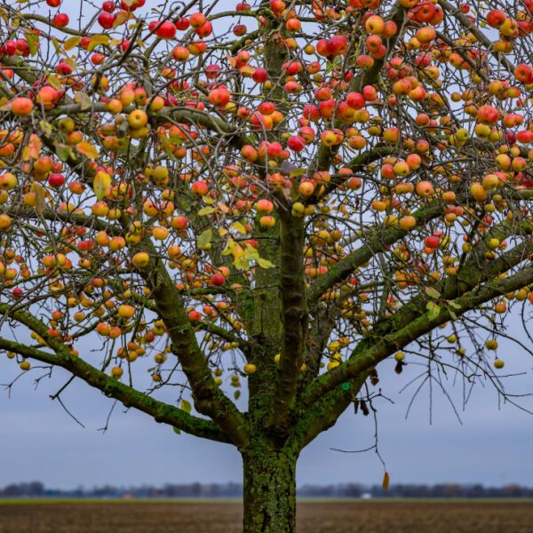 Heuer wurde viel Obst in Österreich geerntet