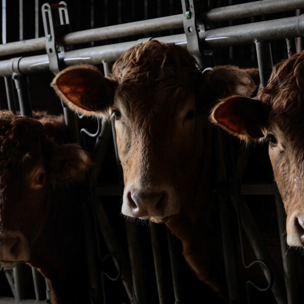 2.900 Rinder auf Schiff vor Türkei gefangenen