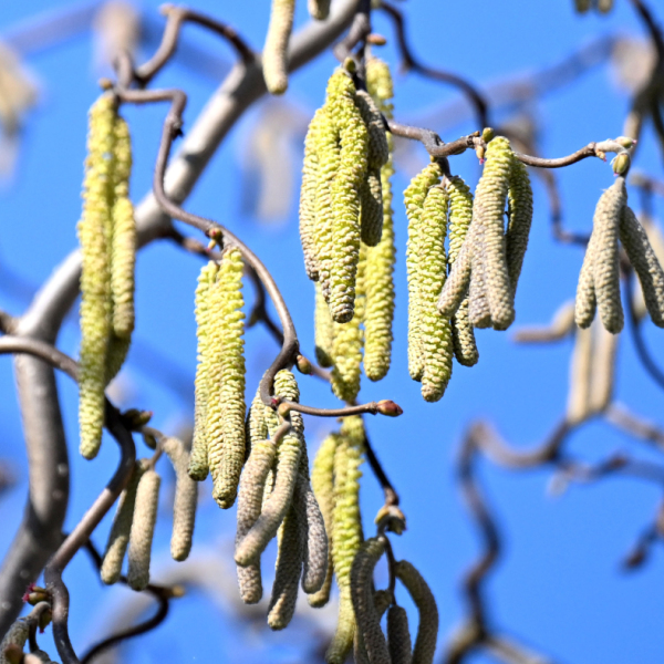 Plötzlicher Beginn der Pollen-Saison überraschte Allergiker