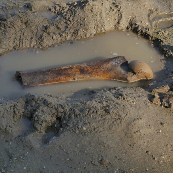 Mammutknochen in Niedrigwasser der Donau in Bulgarien gefunden