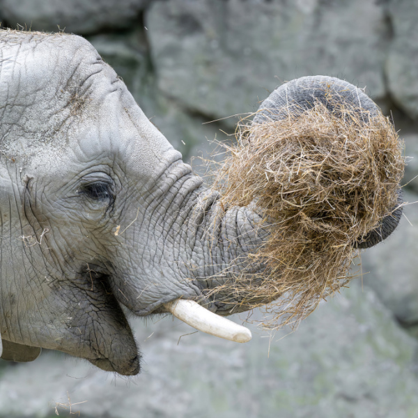 Der Tiergarten Schönbrunn braucht ganz viel Futter