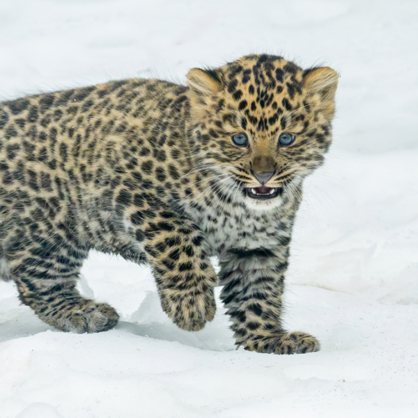 Nachwuchs bei den Amurleoparden in Schönbrunn