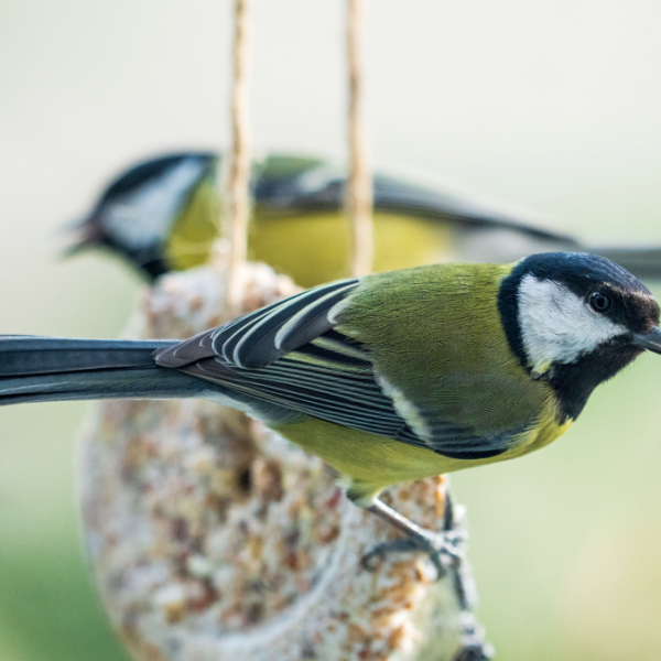 Im Jänner findet wieder die Wintervögel-Zählung statt